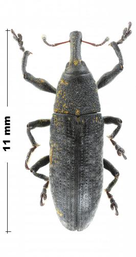 Lixus bardanae